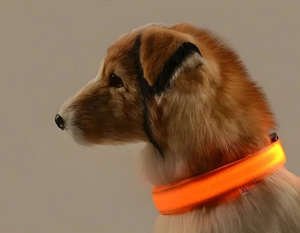 GlowPup Collar