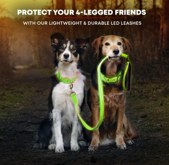 Dogs wearing bright LED leashes.